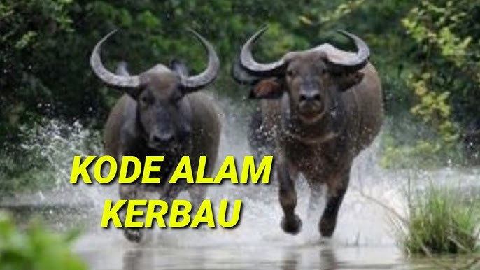 Kode-Alam-Kerbau-2D-3D-4D